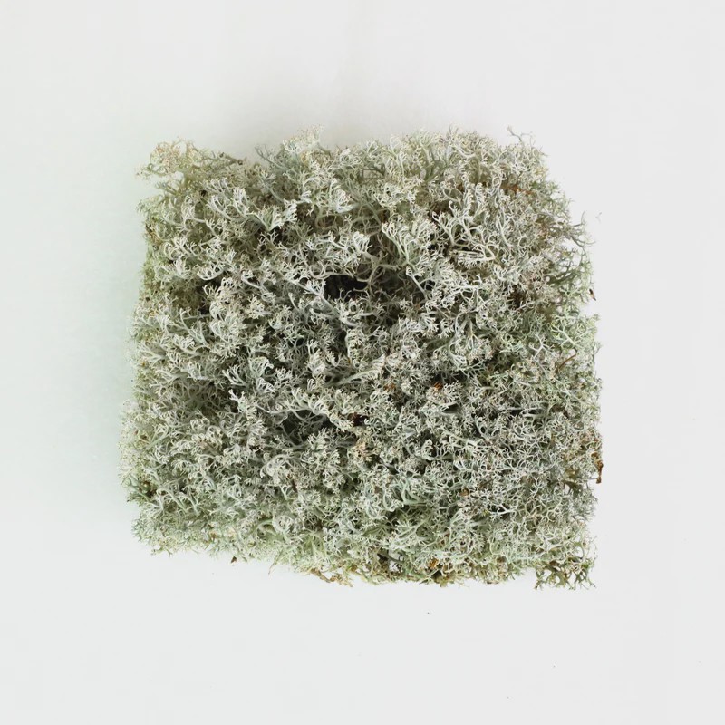 Bryophyta (Mosses)