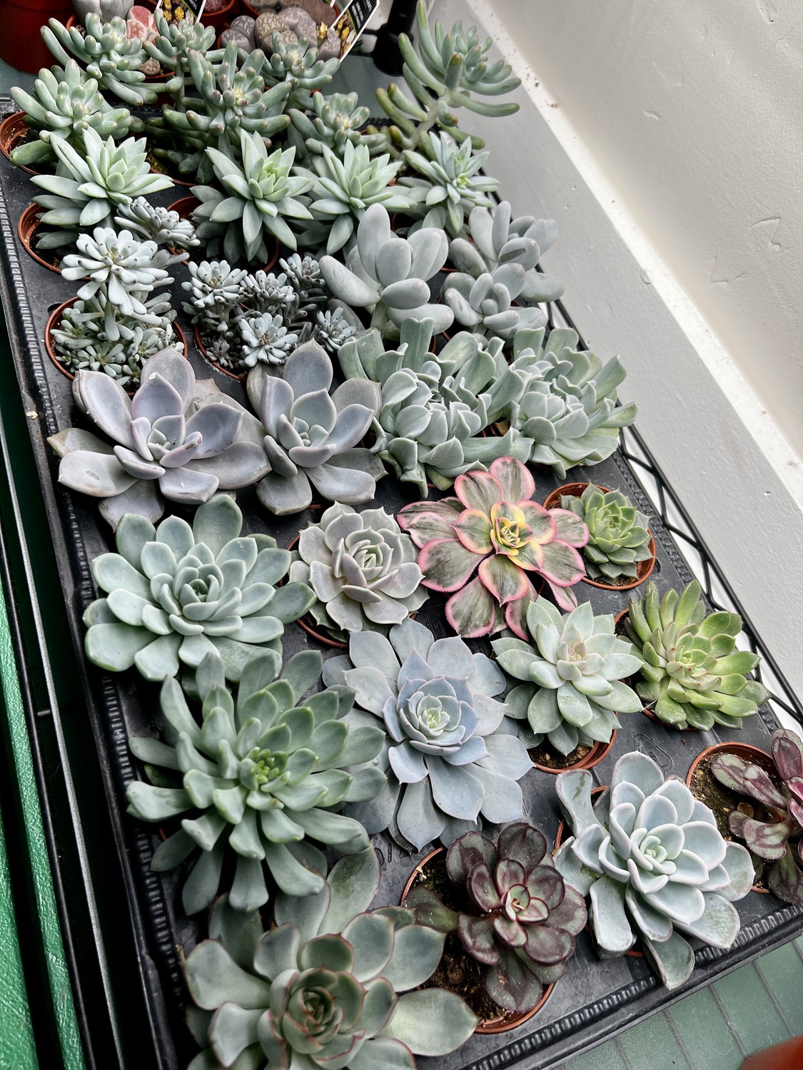 Succulent &amp; Cacti