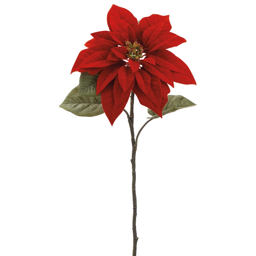 POINSETTIAS