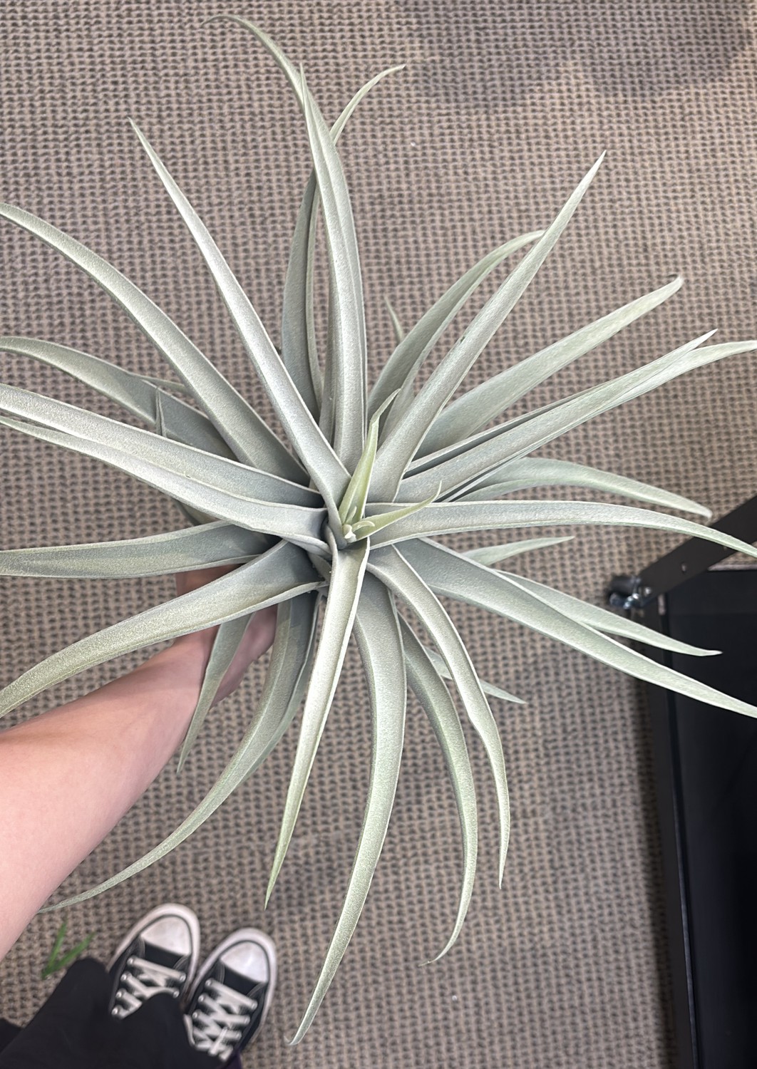 SUCCULENTS
