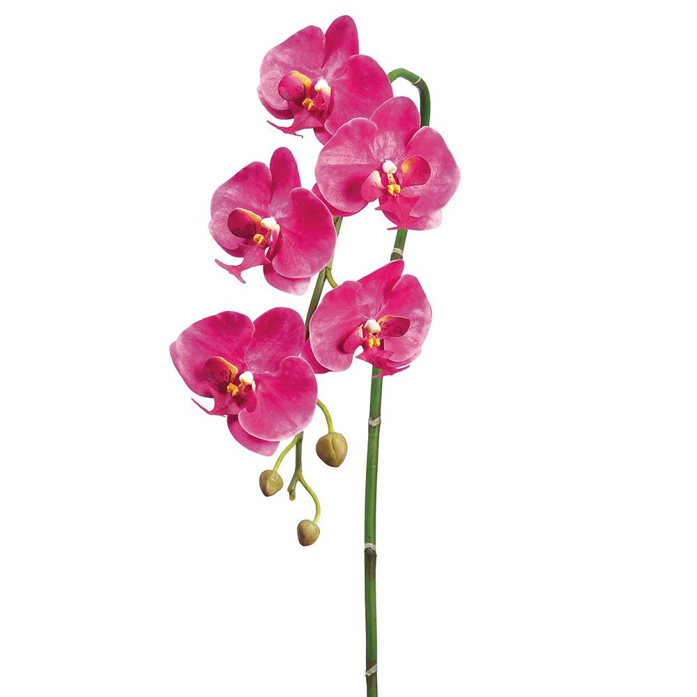 ORCHIDS