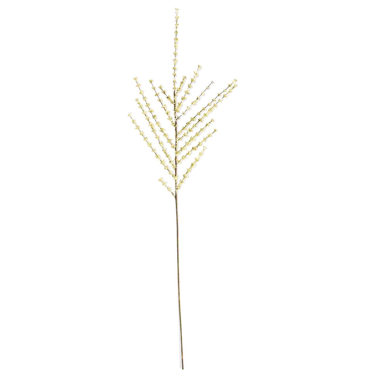 BRANCHES