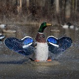 Higdon XS Splasher Flasher Mallard Drake Decoy 12V Product Image Thumb 22176
