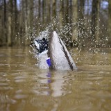 Higdon XS Pulsator Mallard Drake Decoy 12V Product Image Thumb 19274