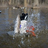 Higdon XS Crazy Kicker Mallard Drake Decoy 12V Product Image Thumb 22172