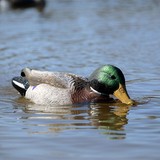 Higdon XS Battleship Swimmer Mallard Drake Decoy 12V Product Image Thumb 19278