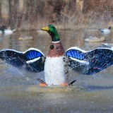 Higdon XS Splasher Flasher Mallard Drake Decoy 12V Product Image Thumb 22177