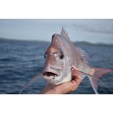 Owner Cutting Point Octopus Hook Product Image Thumb 27600