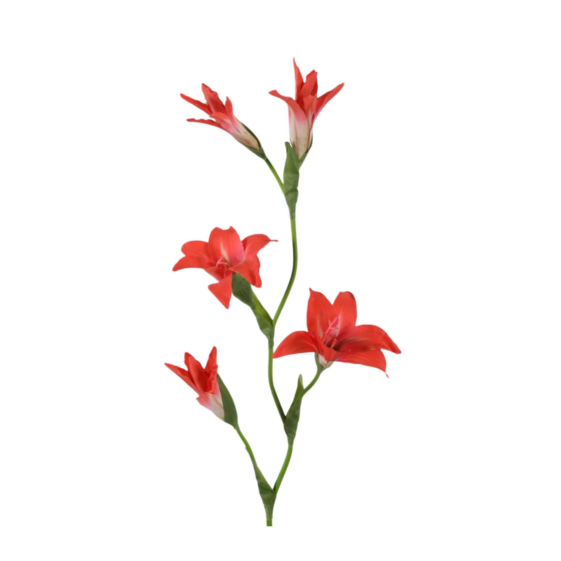 Gladiolus — foto 1