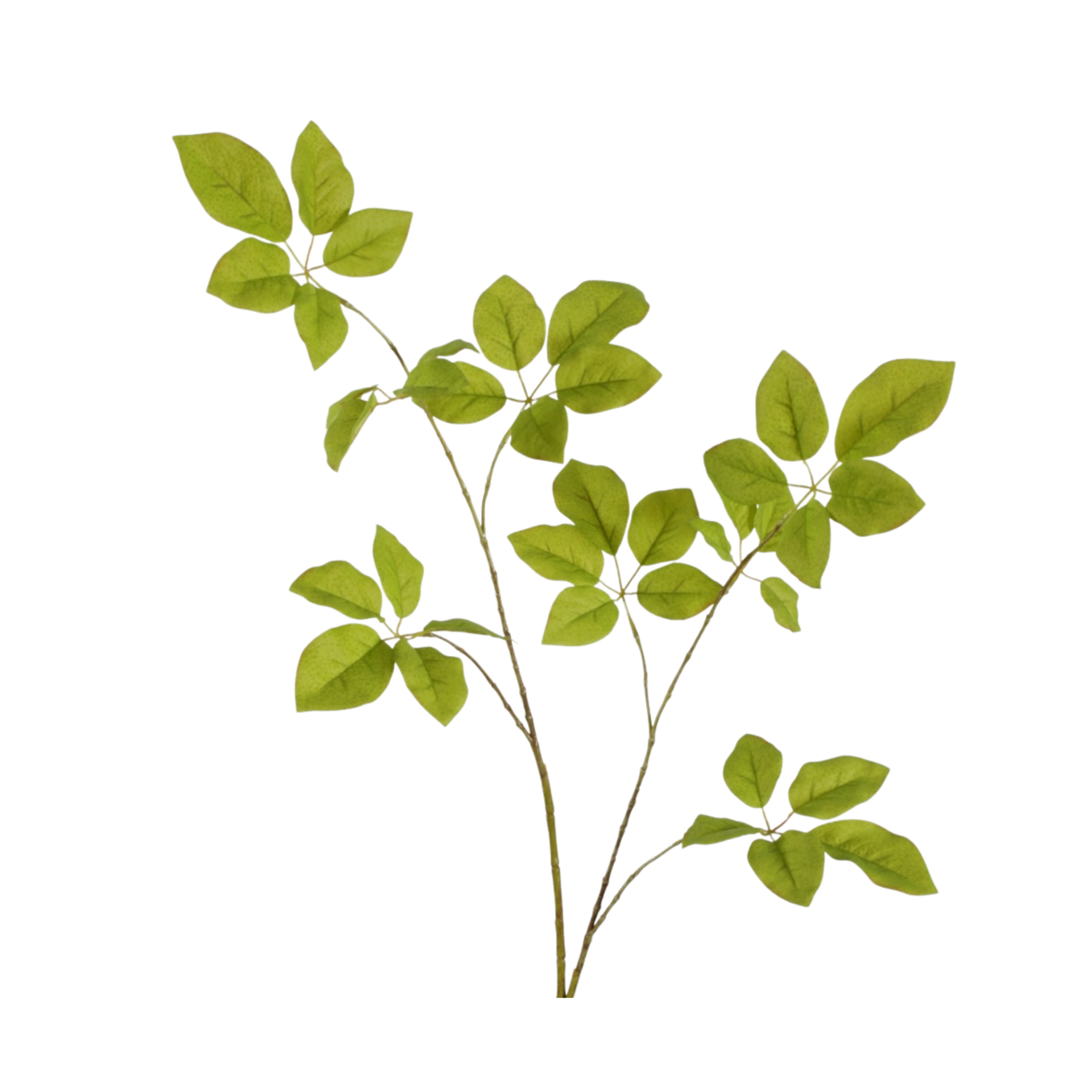Schefflera Spray — foto 1