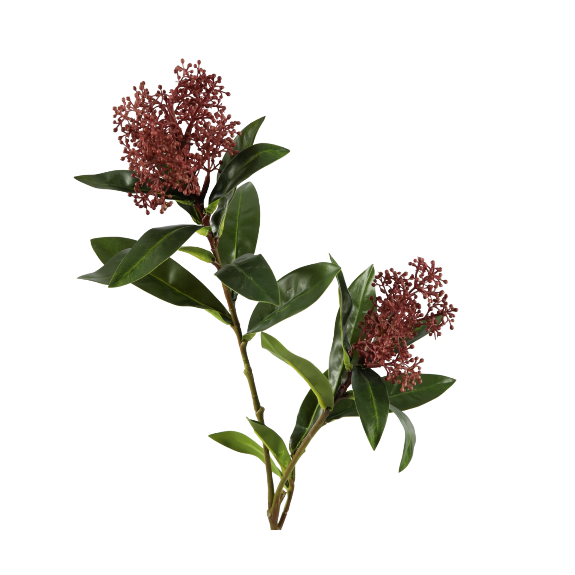 Skimmia paars — foto 1