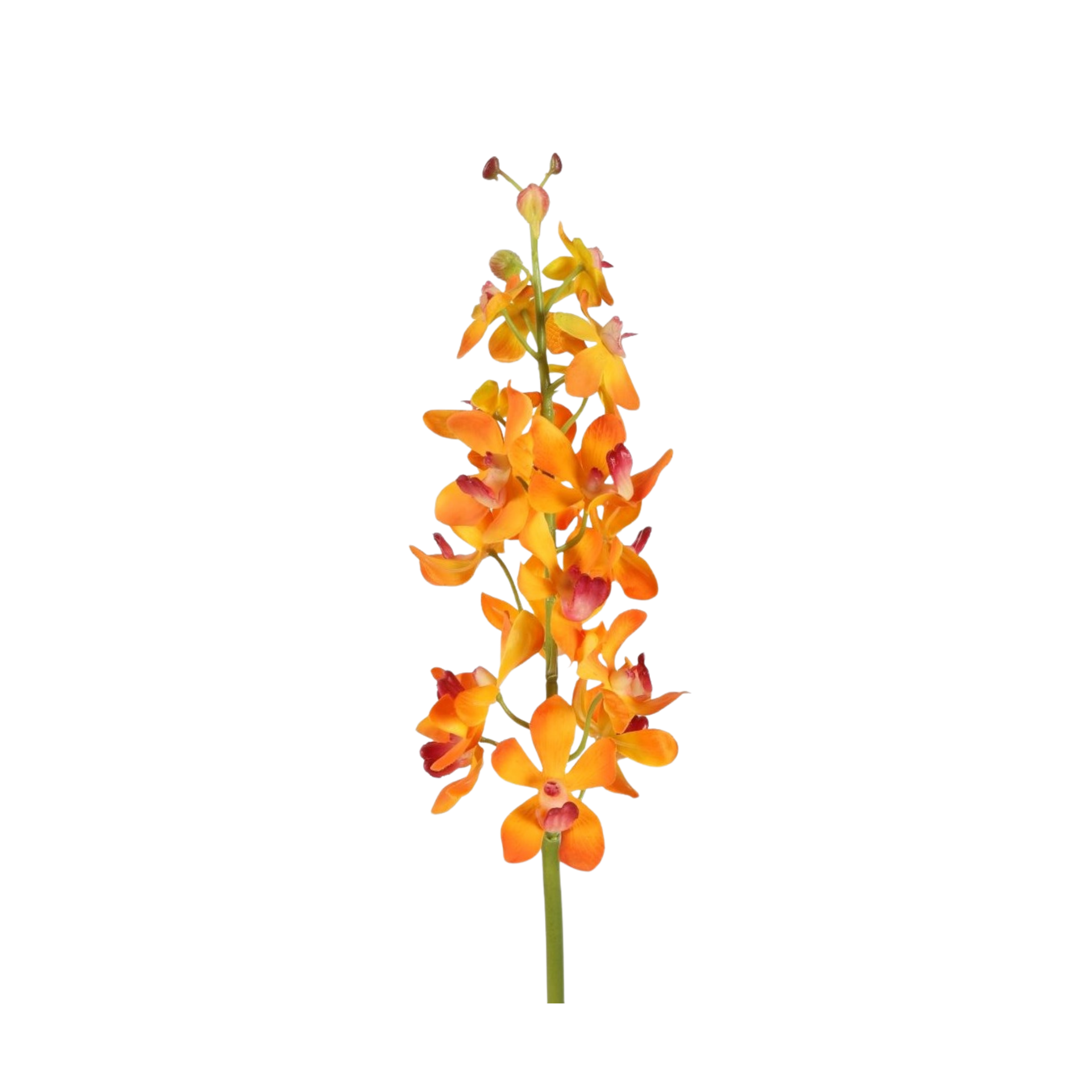 Orchid vanda oranje — foto 1