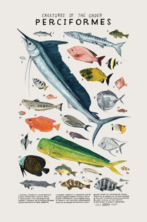 KELZUKI - PERCIFORMES