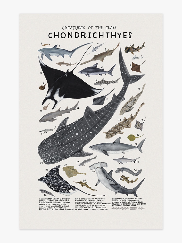 KELZUKI-CHONDRICHTHYES