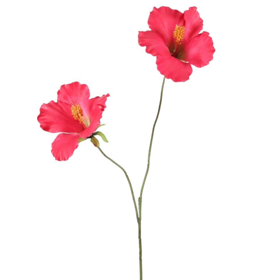Hibiscus rood — foto 1