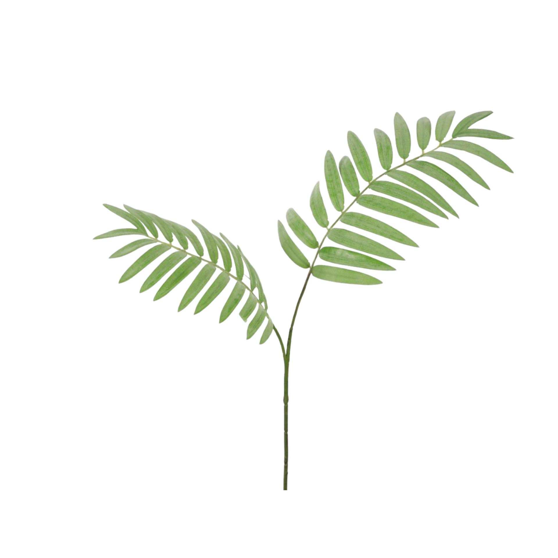 Palm fern spray — foto 1