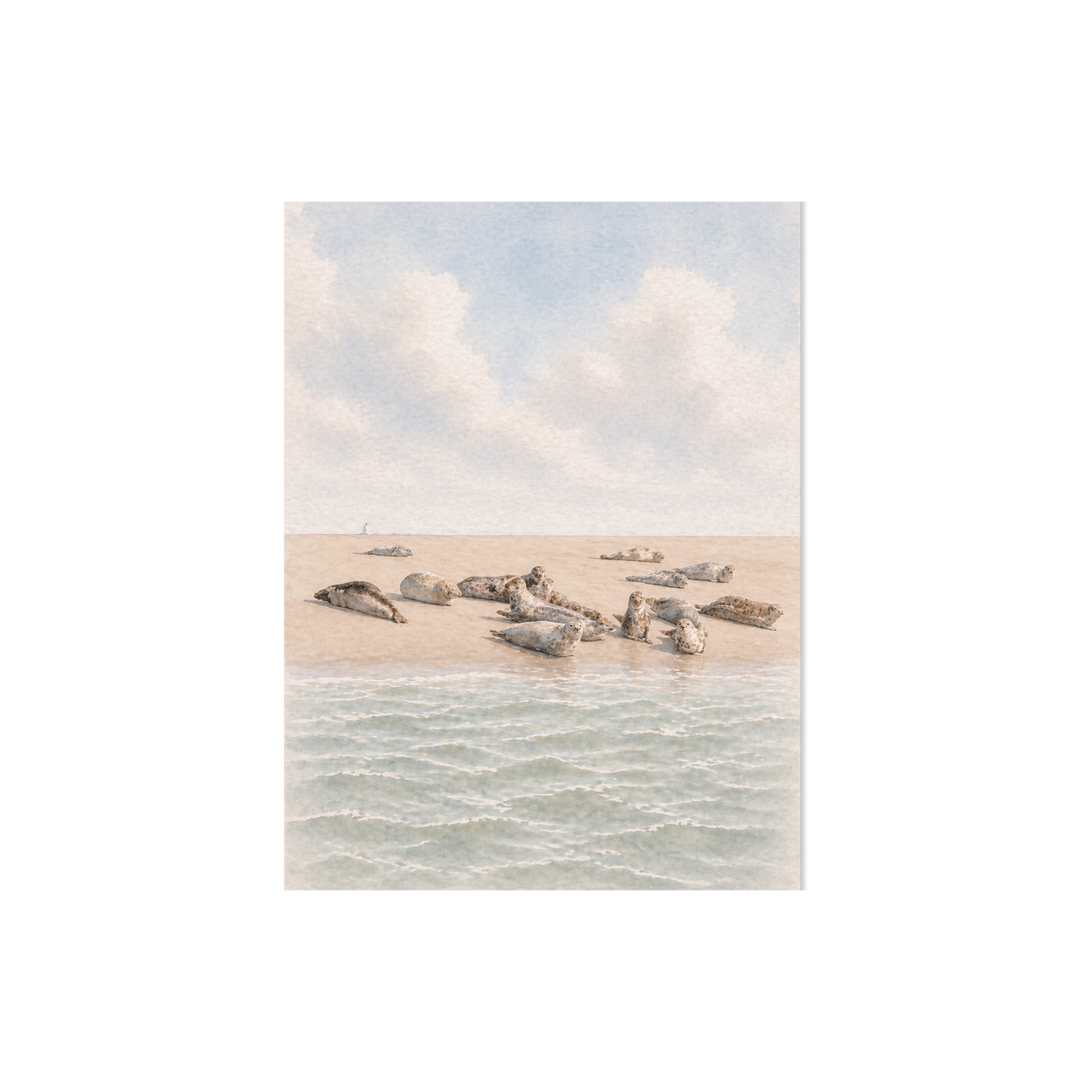 Plek kaartje · Zeehonden op de zandbank — foto 1