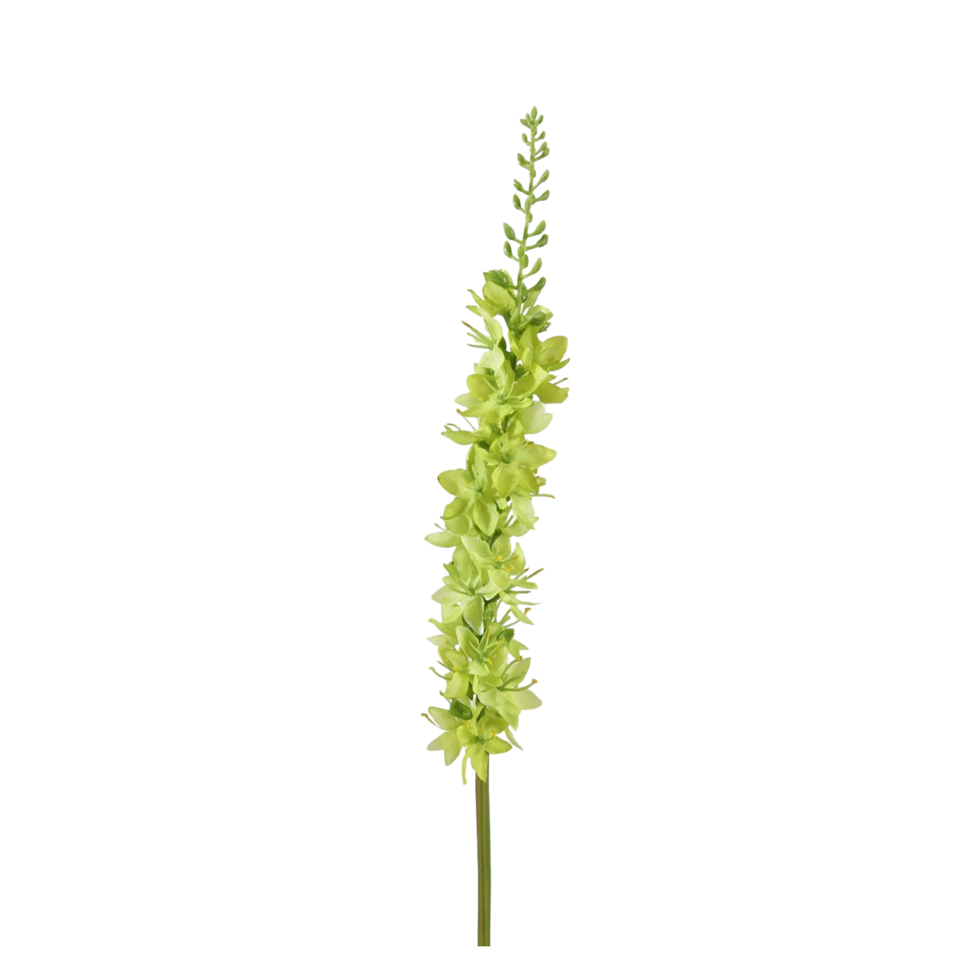Foxtail — foto 1
