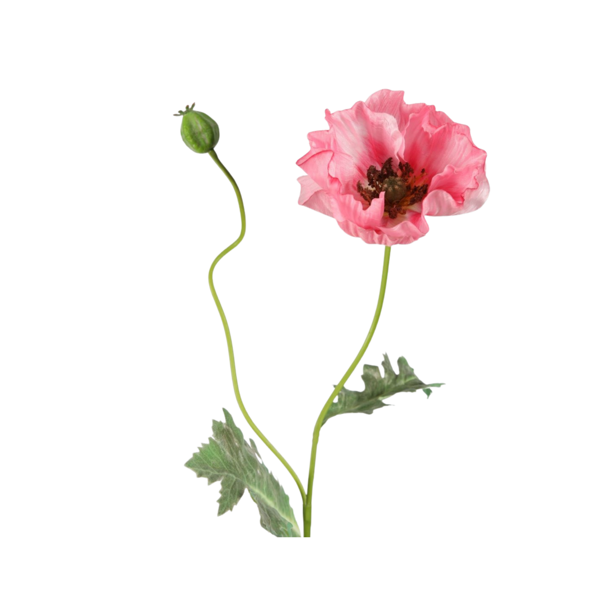 Roze klaproos — foto 1