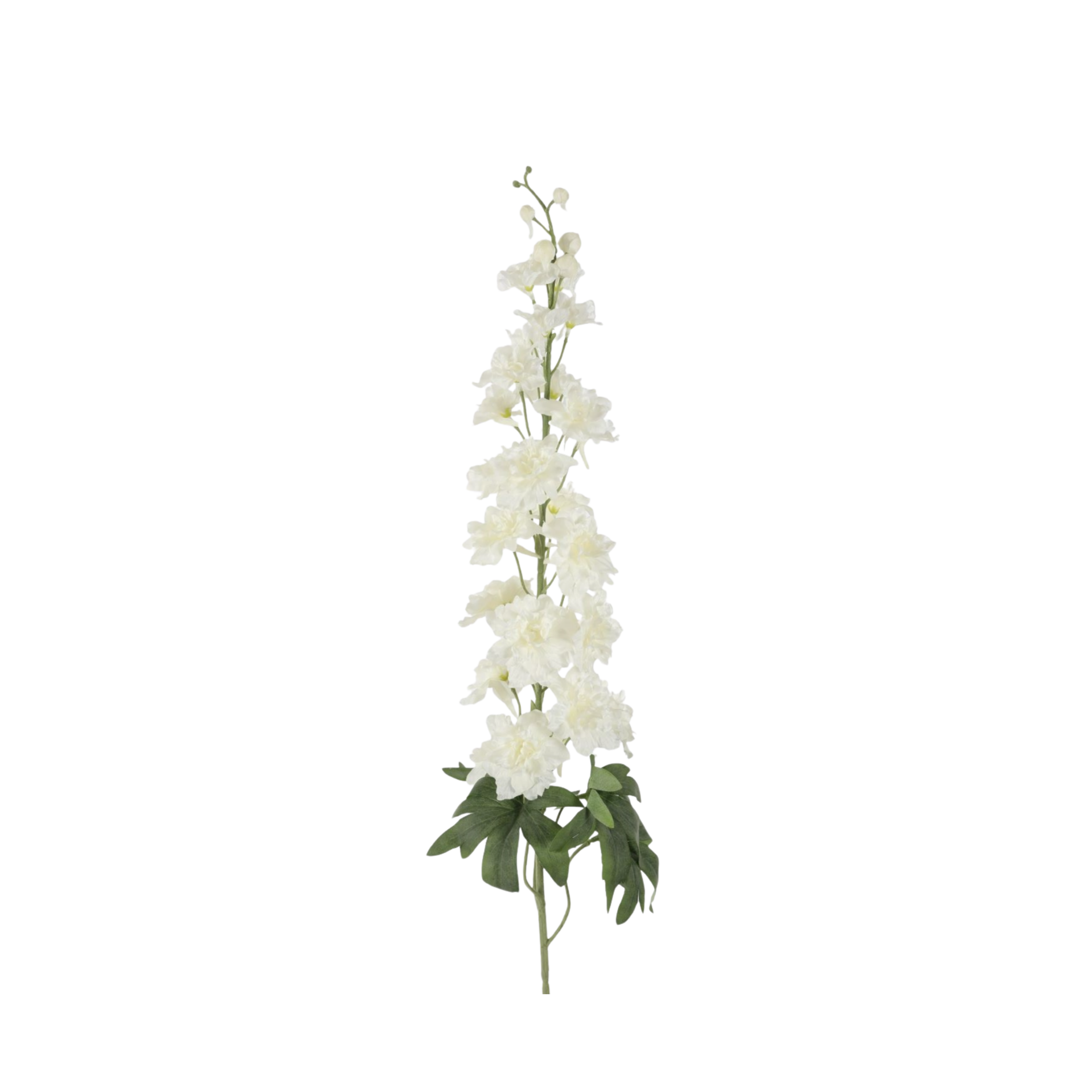 White Delphium — foto 1