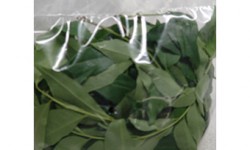 Fresh Curry Leaves