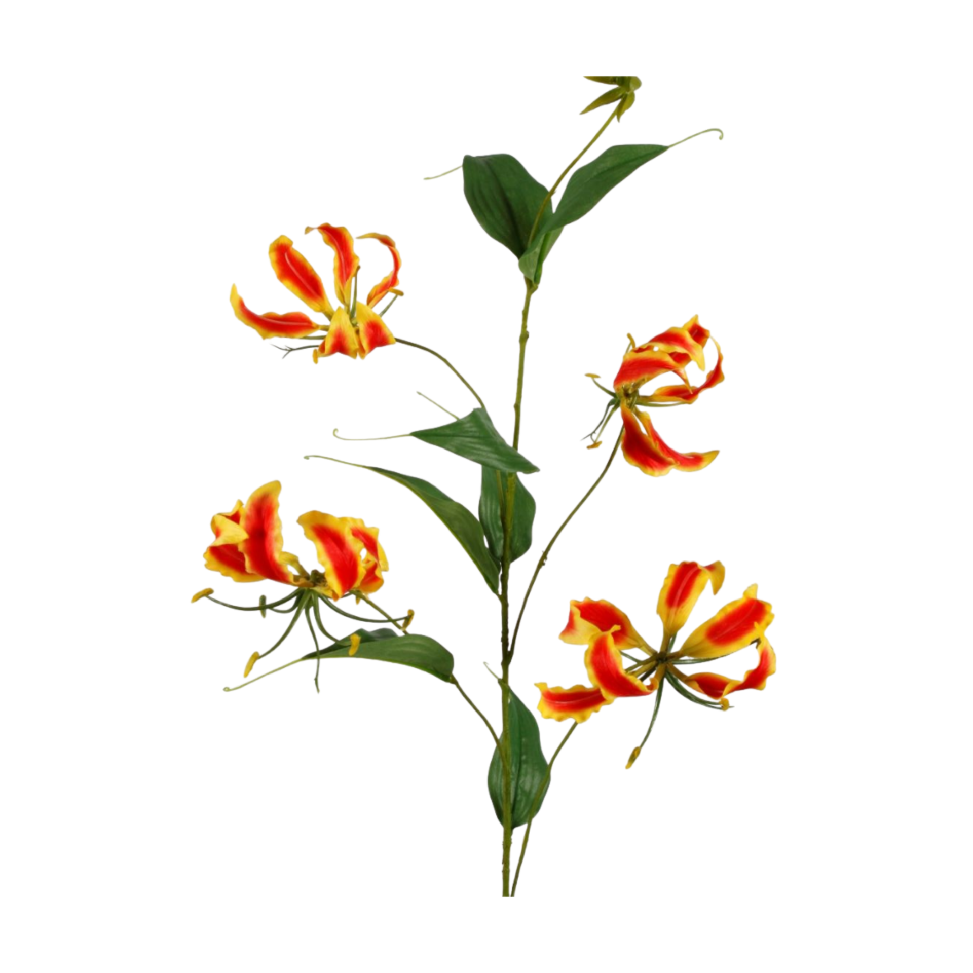 Gloriosa bloem — foto 1
