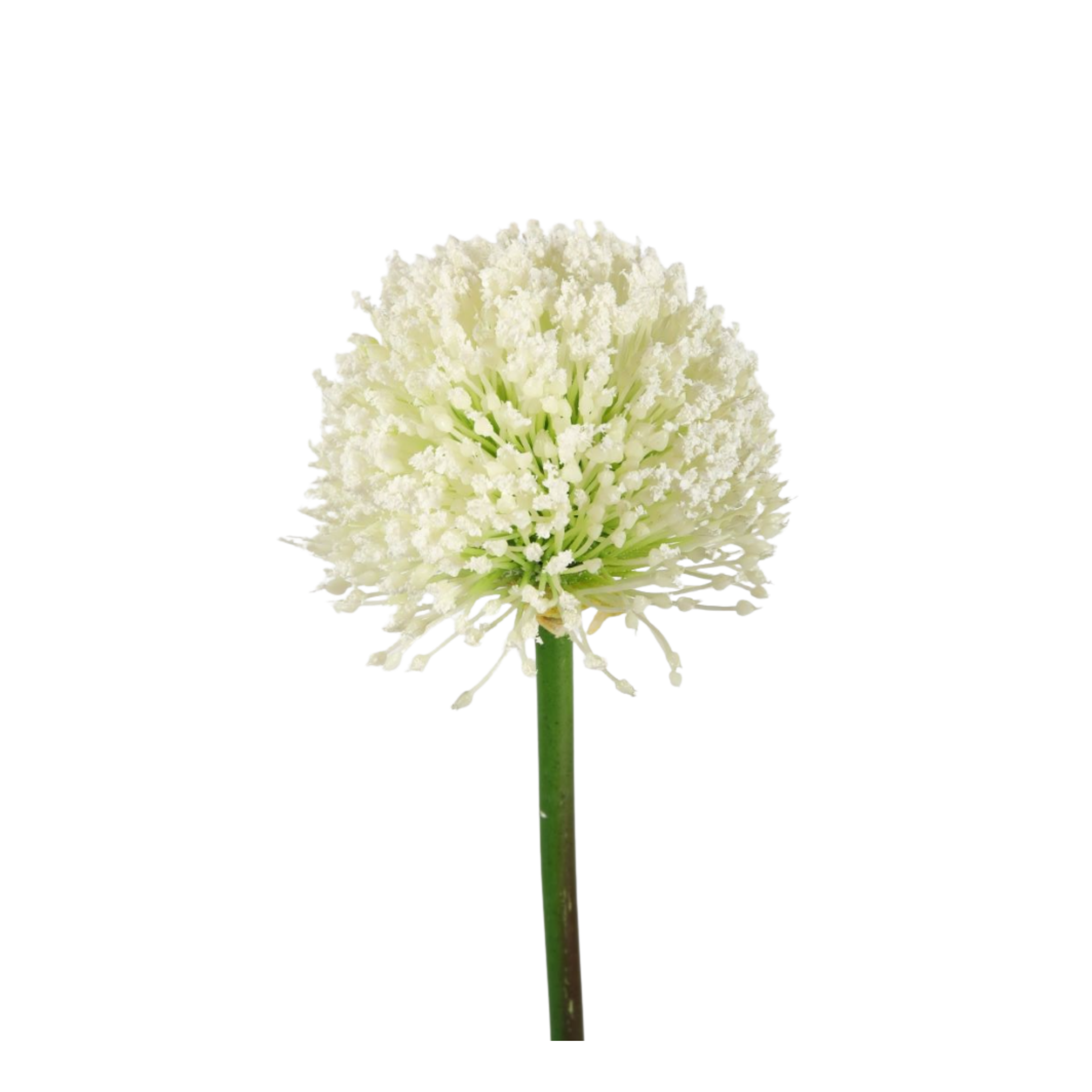 Allium wit — foto 1