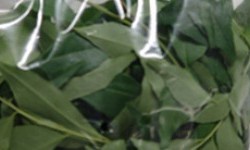 Rampe / Panden Leaves (Only onShop Visits)