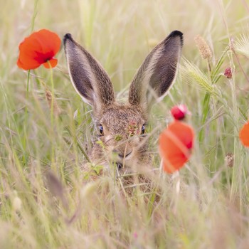 GBCC - A Young Leveret - HANHI0001