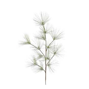 Pine Needle Branch