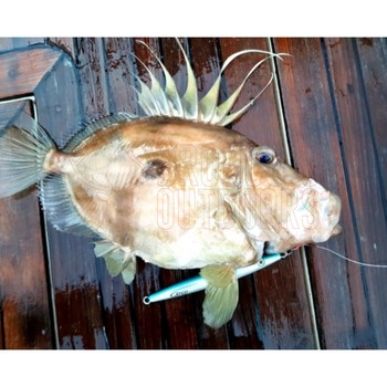 Catch the Joker Longfall Jig 400gm