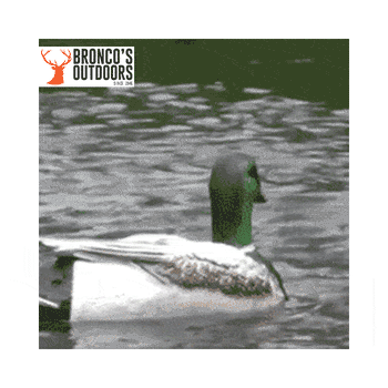 Outdoor Outfitters Magnum Swimming Mallard Motion Drake Decoy