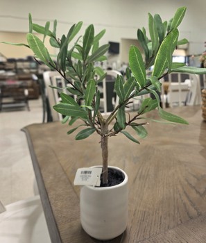Small Potted Olive Leaf Topiary
