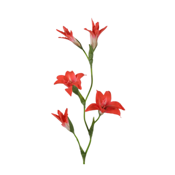 Gladiolus