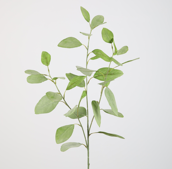 Frisse eucalyptus tak
