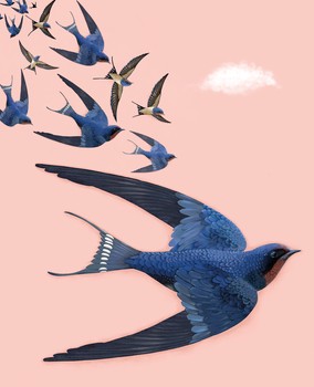 Art File - Agnes Swallows Pink Sky - AG09A (D)