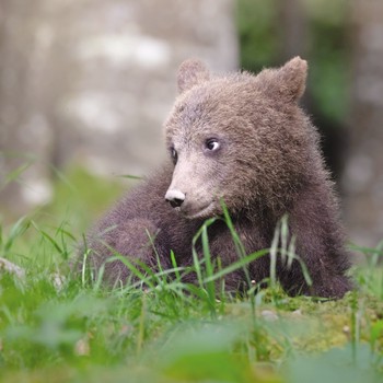 GBCC - A Young Bear Cub - HANHI0012
