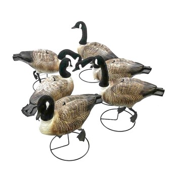 Premier Canada Goose Flocked body and head 6 pack