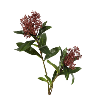 Skimmia paars