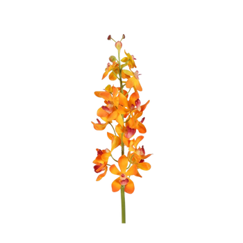 Orchid vanda oranje