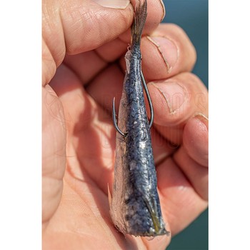 Owner Cutting Point Octopus Hook