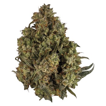 Orchid CBD Rntz THC:CBD Balanced / 3.5g / Whole Flower / Sativa