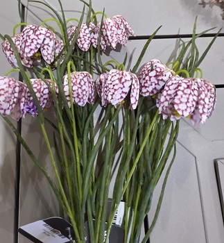 Leopard Tulips