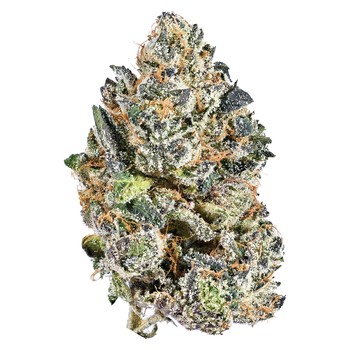Indica / 14g / Indica