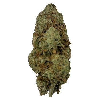 Magik Dragon / 7g / Indica