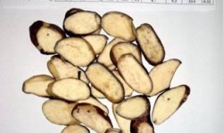 Wichithra Jak Seeds 150g****