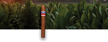 Oliva - Flor de Oliva