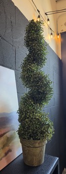 3ft Spiral Boxwood in Pot