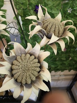 Sunflower Sparay Cream 38"