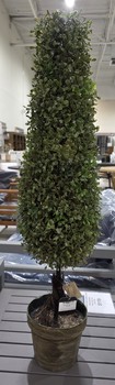 Boxwood Tree in Pot
